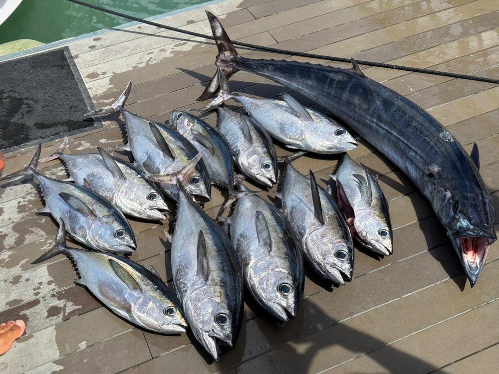 A young angler with a day's haul of yellowfin tuna on the dock, Bonaire