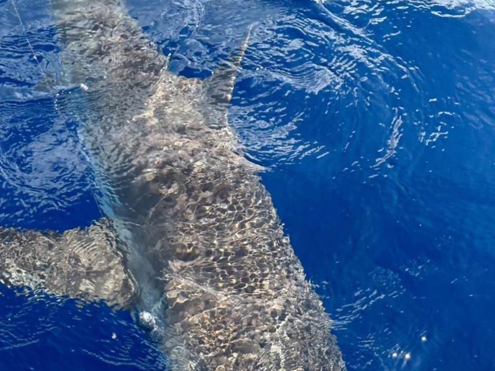 A large shark alongside the boat in the deep blue water off Bonaire