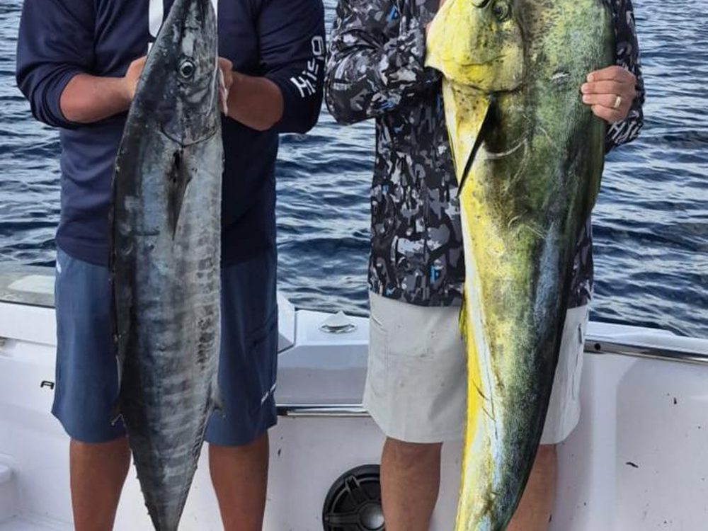 A full day's haul of yellowfin tuna and wahoo on the dock